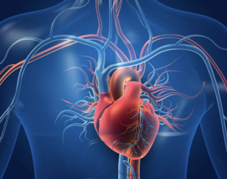 Cardiac valves